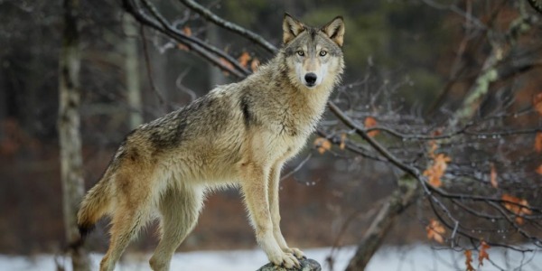 Alimentazione del Cane