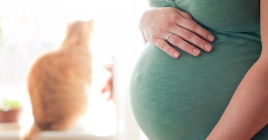 Toxoplasmosi: i sintomi, come si contrae e la cura