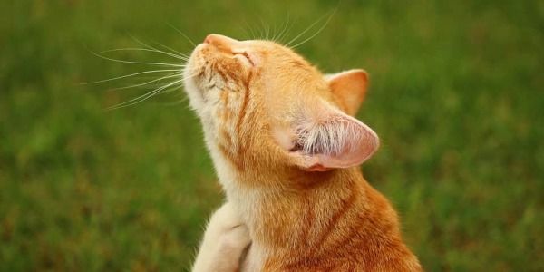 Come avere il cane o il gatto protetti e da poter sbaciucchiare!