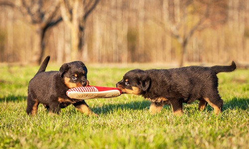 La masticazione nel cane
